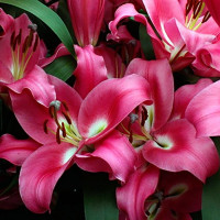  Лилия ОТ гибрид Borrello (Боррелло)