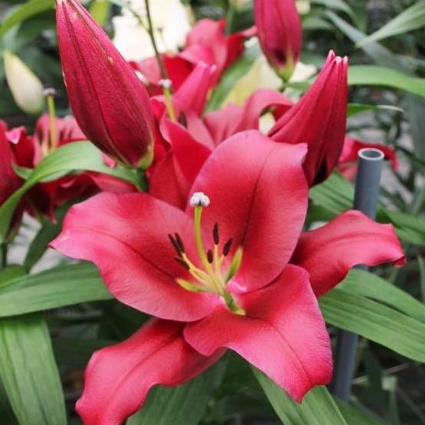  Лилия ОТ гибрид Borrello (Боррелло)