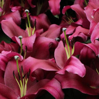  Лилия ОТ гибрид Borrello (Боррелло)