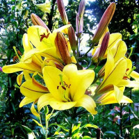  Лилия длинноцветковая Deliana (Делиана)