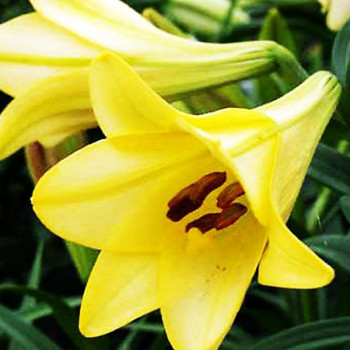  Лилия длинноцветковая Deliana (Делиана)