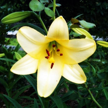  Лилия длинноцветковая Deliana (Делиана)