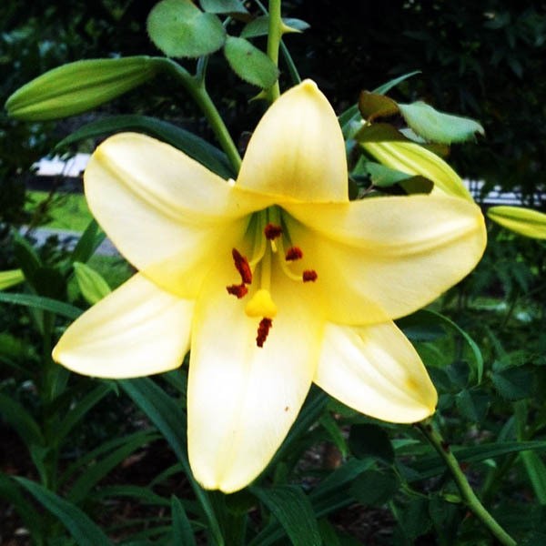  Лилия длинноцветковая Deliana (Делиана)