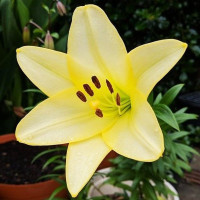  Лилия длинноцветковая Deliana (Делиана)