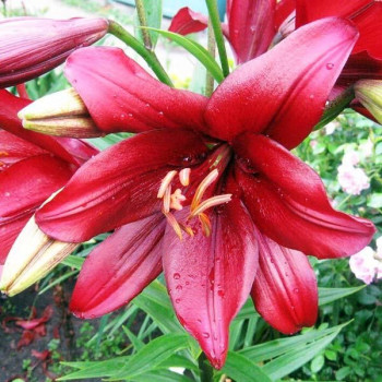  Лилия ЛА гибрид Batavus (Батавус)