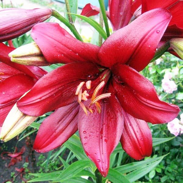  Лилия ЛА гибрид Batavus (Батавус)