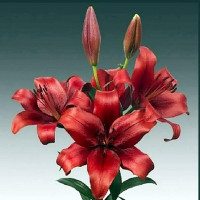  Лилия ЛА гибрид Batavus (Батавус)