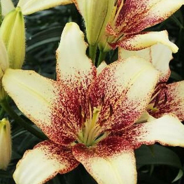  Лилия Сесил