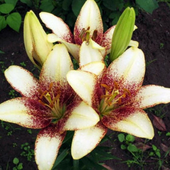  Лилия Сесил