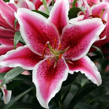  Лилия восточная низкорослая Star Romance (Стар Романс)