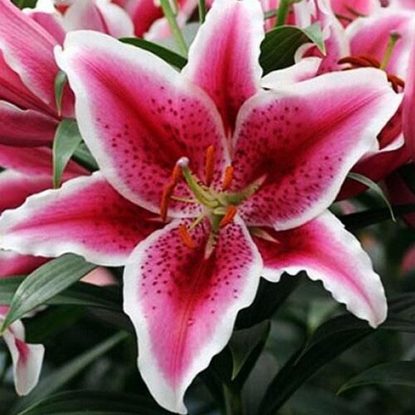  Лилия восточная низкорослая Star Romance (Стар Романс)