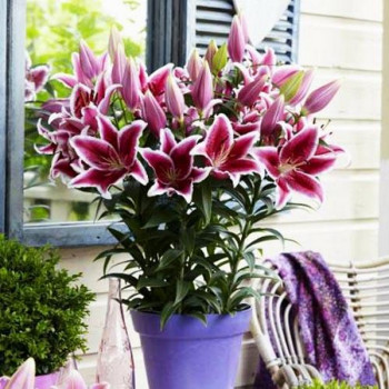  Лилия восточная низкорослая Star Romance (Стар Романс)