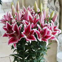  Лилия восточная низкорослая Star Romance (Стар Романс)