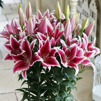  Лилия восточная низкорослая Star Romance (Стар Романс)