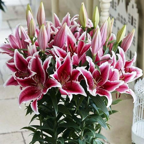  Лилия восточная низкорослая Star Romance (Стар Романс)