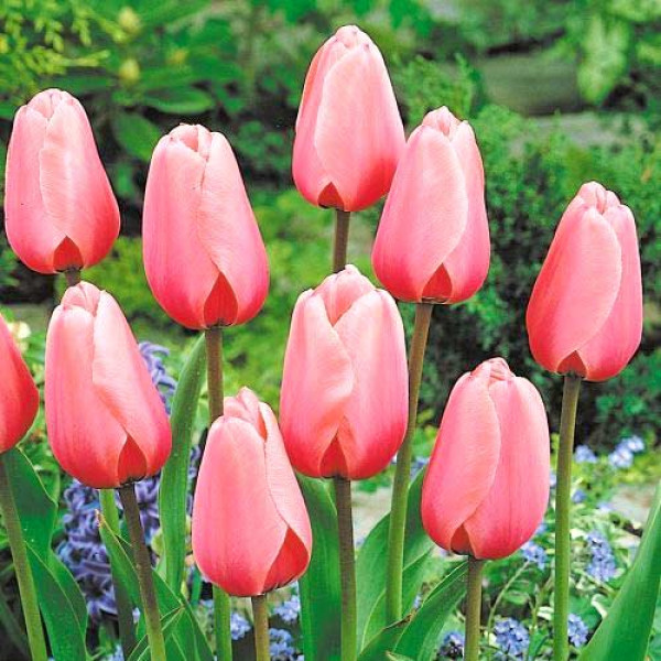 Тюльпан Дарвина Салмон Импрешн (в упаковке - 3шт.)