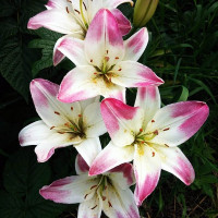  Лилия биколор азиатская Lollypop (Лоллипоп)