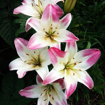  Лилия биколор азиатская Lollypop (Лоллипоп)