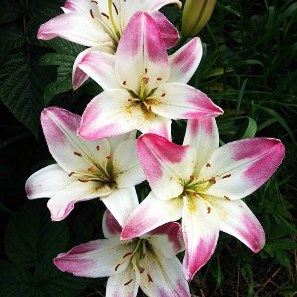  Лилия биколор азиатская Lollypop (Лоллипоп)
