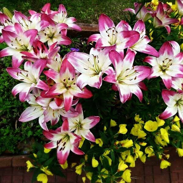  Лилия биколор азиатская Lollypop (Лоллипоп)