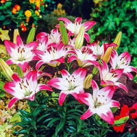  Лилия биколор азиатская Lollypop (Лоллипоп)