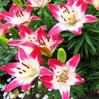  Лилия биколор азиатская Lollypop (Лоллипоп)