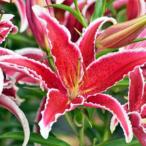  Лилия восточная Red Eyes (Ред Айз)