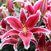  Лилия восточная Red Eyes (Ред Айз)