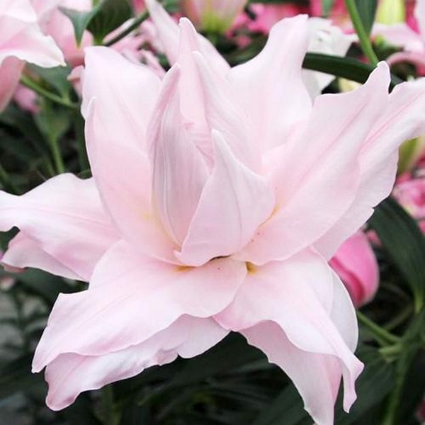  Лилия махровая восточная Amistad (Амистад)