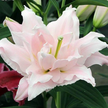  Лилия махровая восточная Amistad (Амистад)