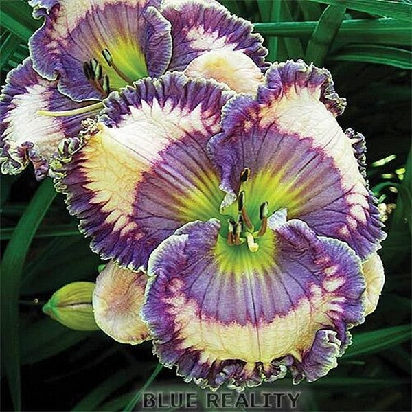 Саженцы Лилейник Blue Reality (Блу Реалити)