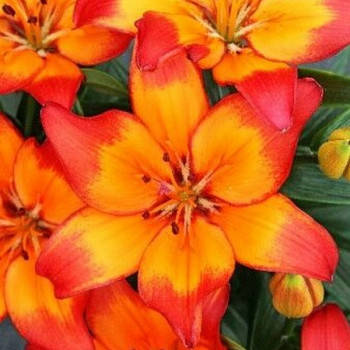  Лилия Tangerine Dzhoy (Танджерин Джой)