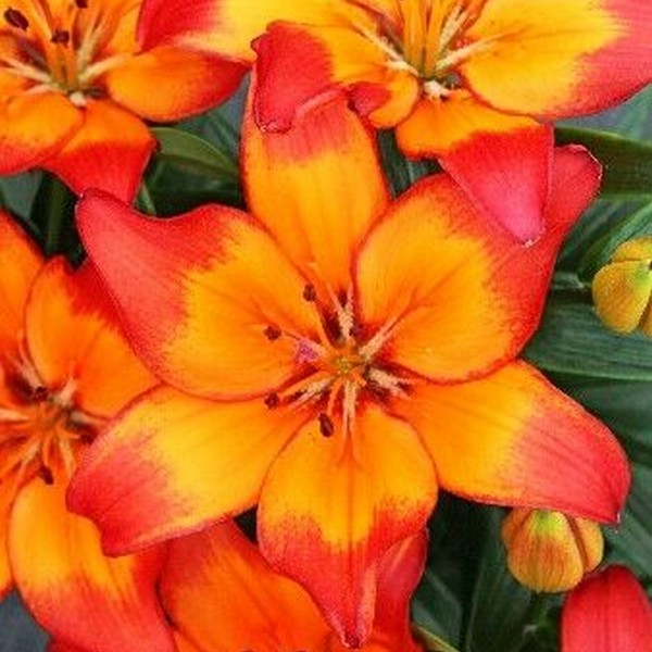  Лилия Tangerine Dzhoy (Танджерин Джой)