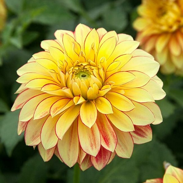 Саженцы Георгина Lake Ontario