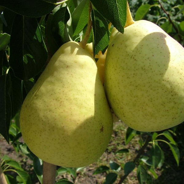 Саженцы Груша Богема