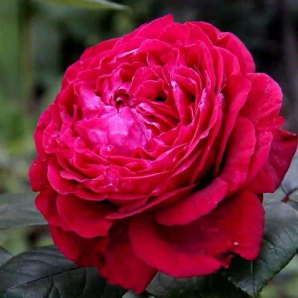 Саженцы Роза флорибунда Четырех Ветров