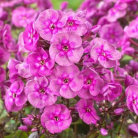 Саженцы Флокс Smokey (Смоки)