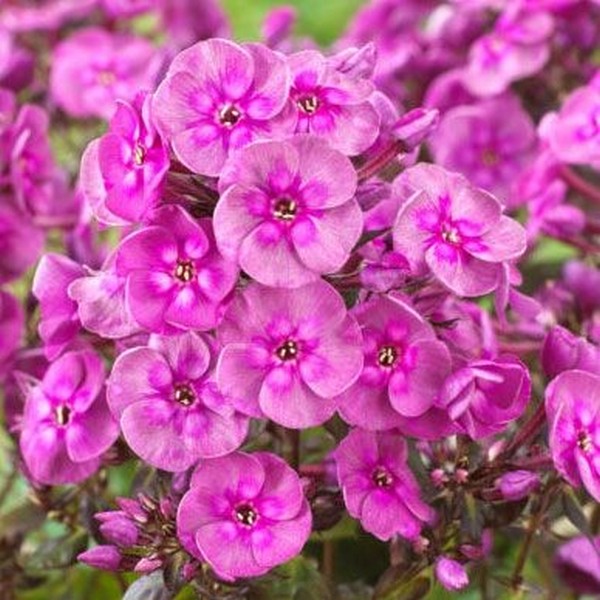 Саженцы Флокс Smokey (Смоки)