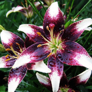  Лилия биколор азиатская Netty's Pride (Нэттиз Прайд)