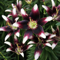  Лилия биколор азиатская Netty's Pride (Нэттиз Прайд)
