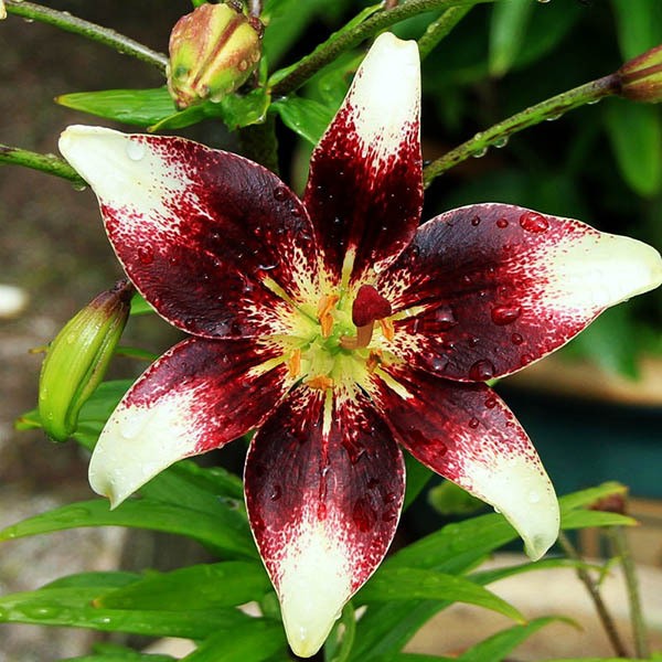  Лилия биколор азиатская Netty's Pride (Нэттиз Прайд)