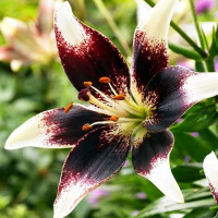  Лилия биколор азиатская Netty's Pride (Нэттиз Прайд)