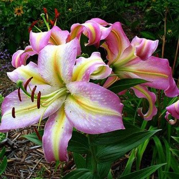  Лилия восточная Tom Pouce (Том Пус)