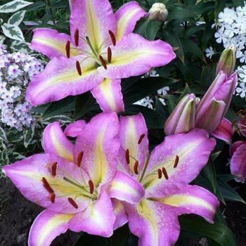  Лилия восточная Tom Pouce (Том Пус)