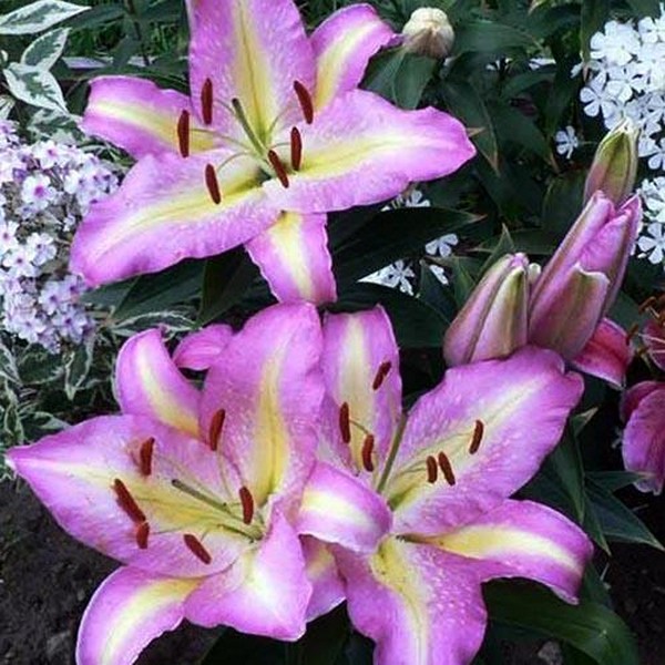  Лилия восточная Tom Pouce (Том Пус)