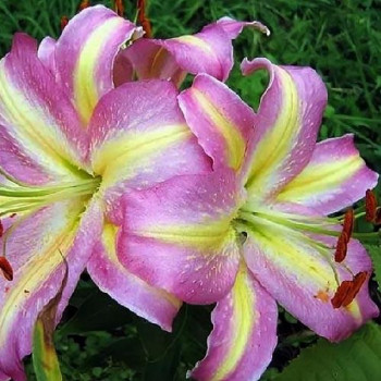  Лилия восточная Tom Pouce (Том Пус)