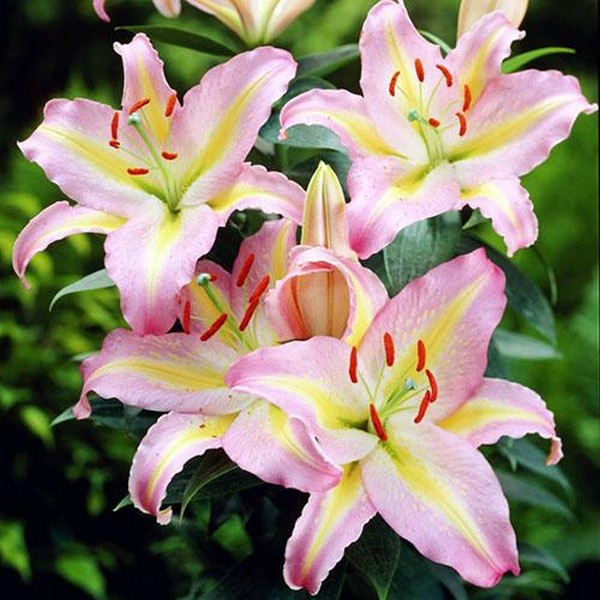  Лилия восточная Tom Pouce (Том Пус)