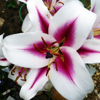  Лилия ОТ гибрид Gaucho (Гаучо)