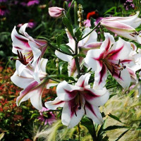  Лилия ОТ гибрид Gaucho (Гаучо)