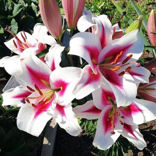  Лилия ОТ гибрид Gaucho (Гаучо)